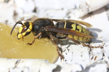 Eşekarısı bal yiyor.