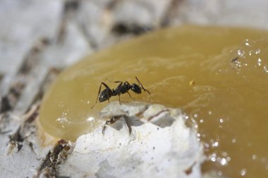 Karınca yeme tatlım.