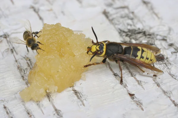 Eşekarısı bal yiyor.