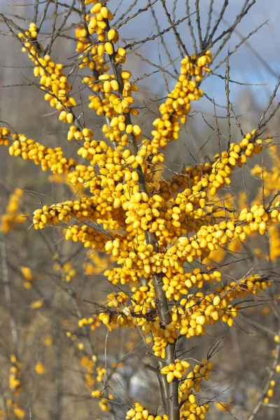 Branch of sea-buckthorn with berries. — Stock Photo, Image