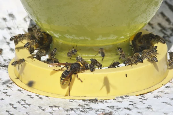 Les abeilles sur les buveurs . Images De Stock Libres De Droits