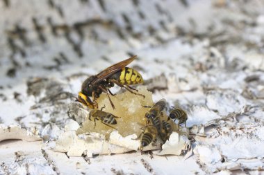 Eşekarısı bal yiyor.