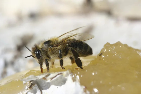 Пчелы едят мед . — стоковое фото