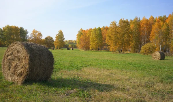 Paisagem de outono com rolos de feno. — Fotografia de Stock