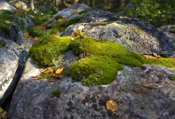Moss on the stone. — Stock Photo, Image
