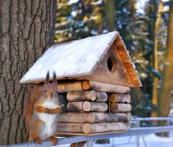 Squirrel. — Stock Photo, Image