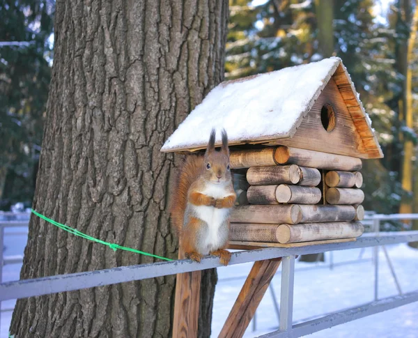 Squirrel. — Stock Photo, Image