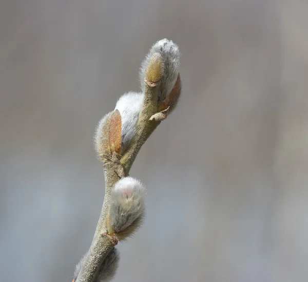 Willow branch. — Stock Photo, Image