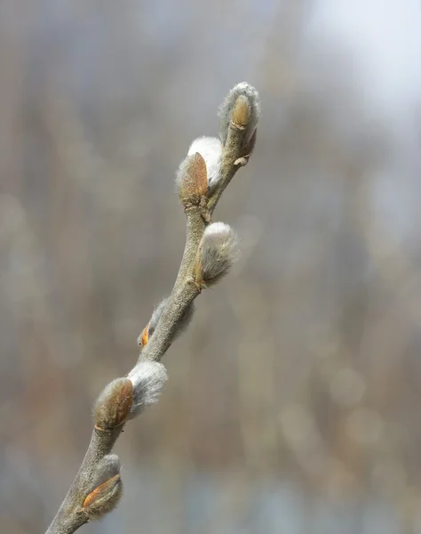 Willow branch. — Stock Photo, Image