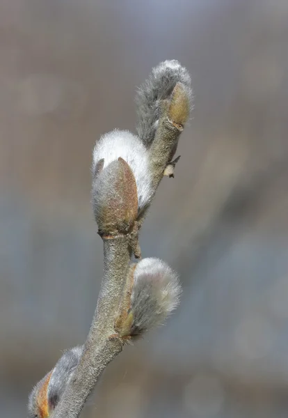 Willow branch. — Stock Photo, Image