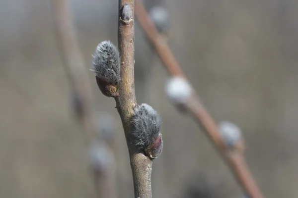 Willow branch. — Stock Photo, Image