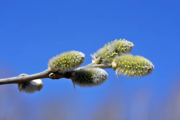 Weidenzweig. — Stockfoto