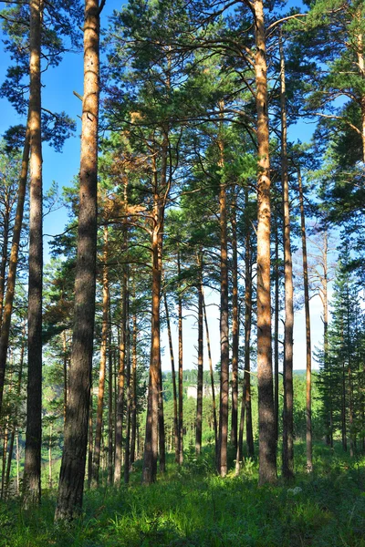 Hay River. Ryssland, södra Ural. — Stockfoto