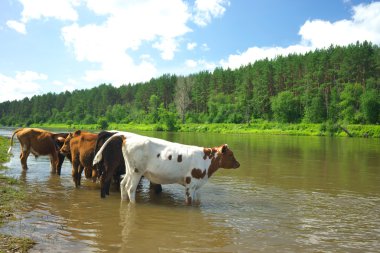 Hay River. Rusya, Güney Ural.