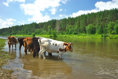 Hay River. Rusya, Güney Ural.