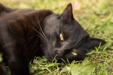 Güzel Bombay siyah kedi portresi. Sarı gözlü ve özenli bakışlı. Doğada yeşil çimlerde uzanıyor.