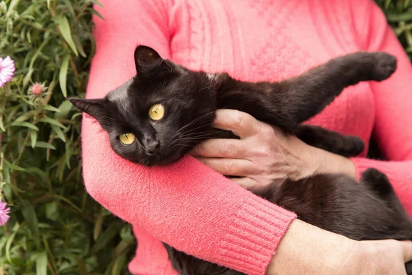 Piękny Bombay Czarny Kot Żółtymi Oczami Rękach Właściciela Przyrodzie — Zdjęcie stockowe