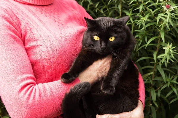 Piękny Bombay Czarny Kot Żółtymi Oczami Rękach Właściciela Ogrodzie — Zdjęcie stockowe