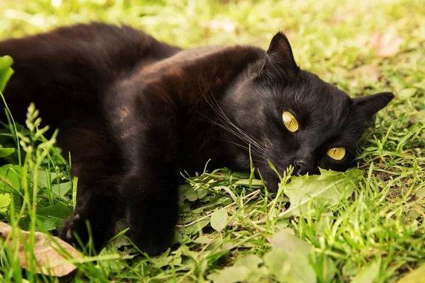 Retrato Gato Preto Bombaim Com Olhos Amarelos Jazem Livre Grama — Fotografia de Stock