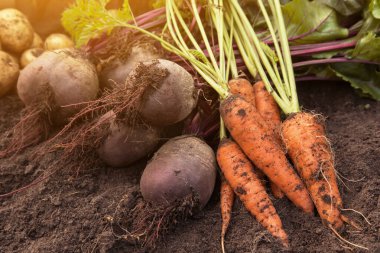 Bahar hasadı ve havuç bahçedeki toprakta güneş ışığında. Çiğ taze organik sebzeler, tarım.