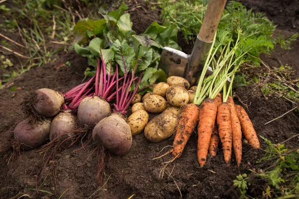 Cosecha Otoñal Zanahoria Fresca Cruda Remolacha Patatas Suelo Jardín Cosecha — Foto de Stock