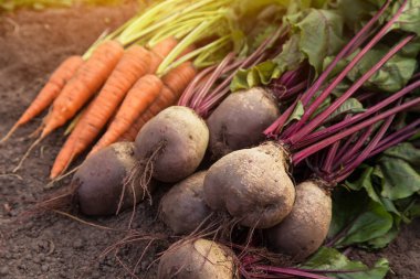 Organik sebze hasadı. Bahçedeki toprakta taze çiğ havuç ve pancar hasadı.