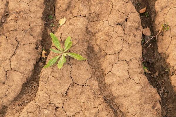 Kleine Junge Grüne Pflanze Auf Trockener Rissiger Bodenstruktur Getrockneter Erde — Stockfoto