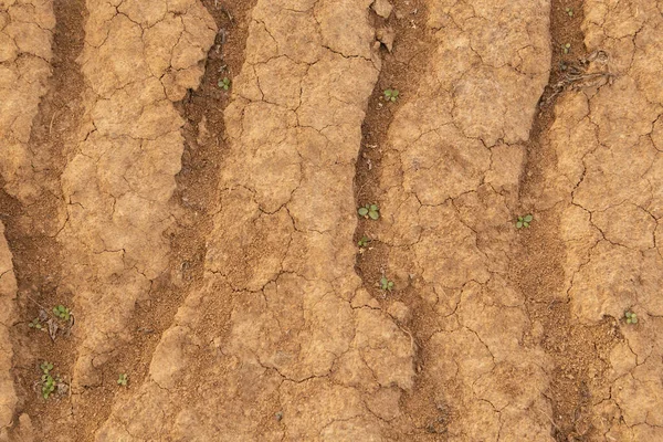 Tierra Seca Agrietada Con Pequeñas Plantas Verdes Textura Fondo Abstracta — Foto de Stock