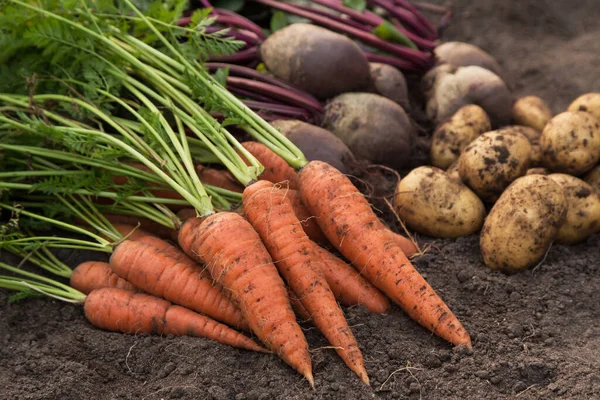 Cosecha Verduras Orgánicas Cosecha Otoñal Zanahoria Fresca Cruda Remolacha Patatas — Foto de Stock