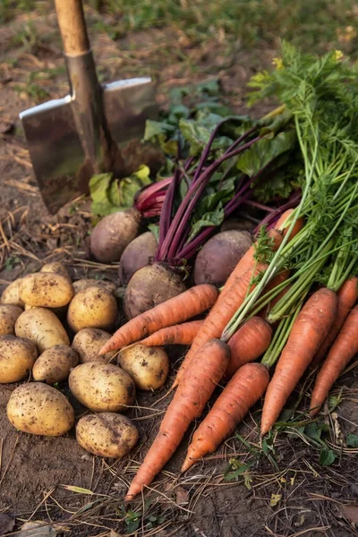 Cosecha Verduras Orgánicas Cosecha Otoñal Zanahoria Fresca Cruda Remolacha Patatas — Foto de Stock