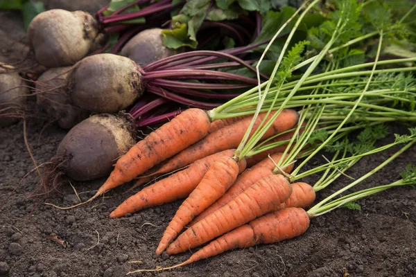 Cosecha Verduras Orgánicas Cosecha Otoñal Zanahoria Fresca Cruda Remolacha Suelo — Foto de Stock