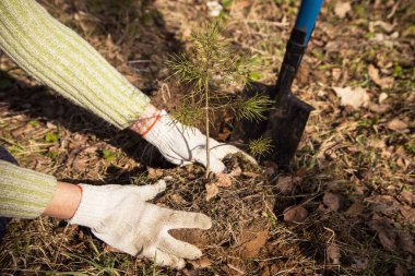 Eldivenlerde eller İlkbaharda, sonbaharda toprağa küçük çam ağaçları dikiyor.