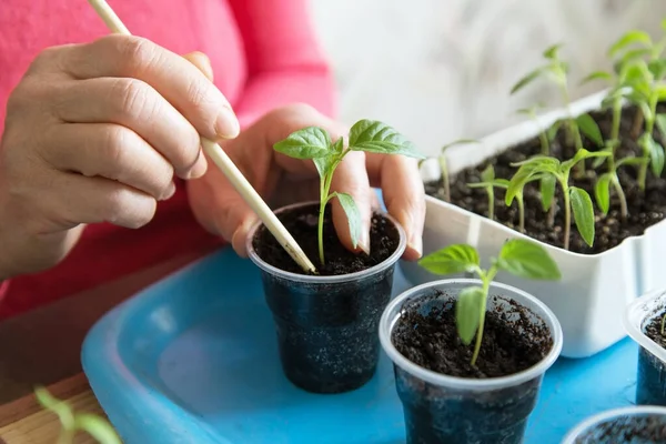 Handen Met Kleine Peper Plant Groeien Zaaien Transplantatie Zaailing Homeplant — Stockfoto