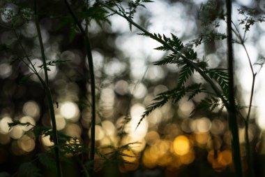 Soyut bulanık mavi sarı turuncu bokeh doğa arka planı. Gün batımında güneş ışığında yaprakların ve bitkilerin silueti, makro yakın çekim