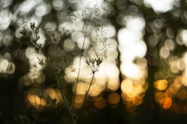 Soyut bulanık mavi turuncu arka plan. Gün batımında güneş ışığında çimenlerin ve bitkilerin silueti, makro yakın plan.