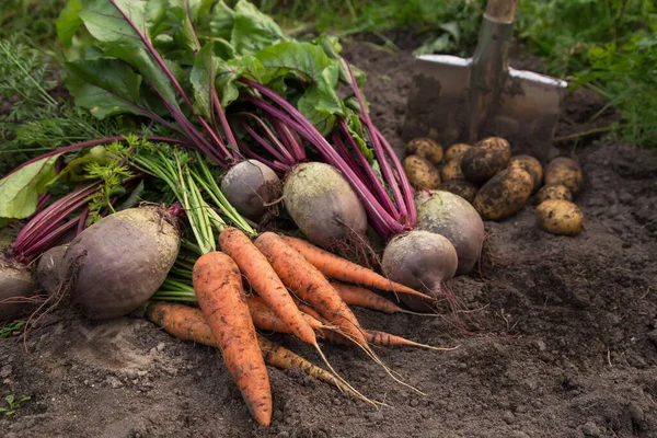 Cosecha Otoñal Zanahoria Fresca Cruda Remolacha Patatas Suelo Jardín Cosecha — Foto de Stock