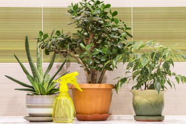 Farklı ev bitkileri. Ev bitkileri ve su püskürtücü. Tencerelerde kapalı bitkiler