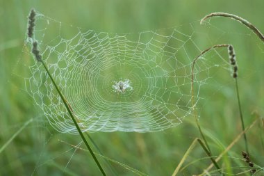 Örümcek ağda çiğ damlaları, yeşil arkaplan