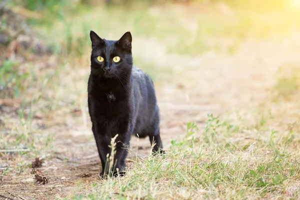 Beautiful Bombay Black Cat Attentive Insight Look Outdoors Nature Copy — Stock Photo, Image