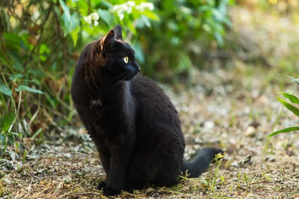 黑色猫科动物 黄眼睛 坐在大自然中 复制空间 — 图库照片