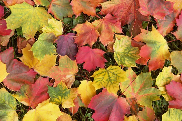 Otoño Colorido Arce Hojas Textura Fondo — Foto de Stock