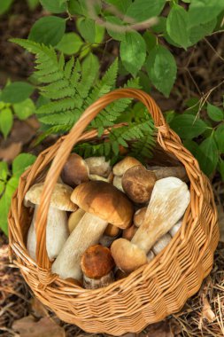 Hasır sepette yenilebilir mantar porcini. Doğal, orman.