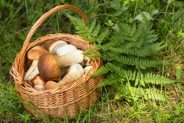 Edible Mushrooms porcini in the basket on the green grass. Nature, forest