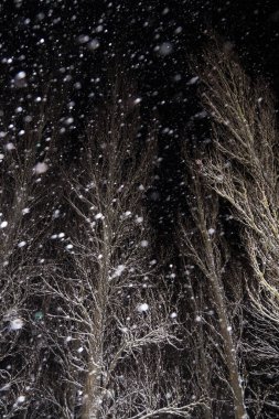 Kar yağarken kış gecesi. Kar yağıyor, ormandaki ağaçlar