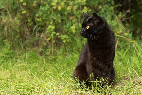 Bombay Czarny Kot Profilu Żółtymi Oczami Zewnątrz Ogrodzie Przyrodzie Przestrzeń — Zdjęcie stockowe