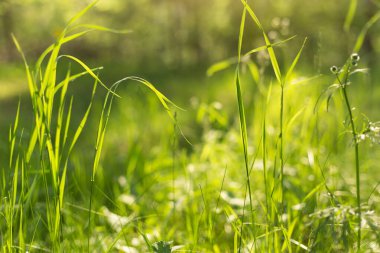 Sabah güneşi altında yeşil çimenler, yakın plan, makro. Doğa Bokeh ile soyut arkaplan bulanıklaştırıldı