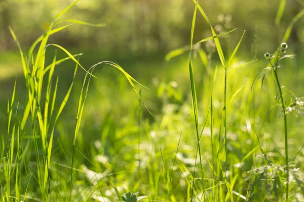 Sabah güneşi altında yeşil çimenler, yakın plan, makro. Doğa Bokeh ile soyut arkaplan bulanıklaştırıldı