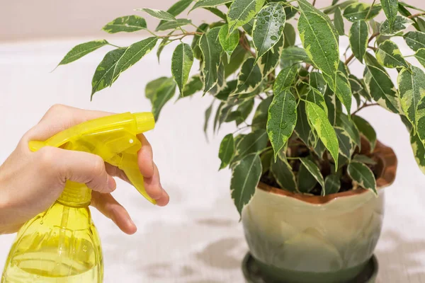 Hand Spraying Ficus House Plant Water Sprayer Pot Home Green — Stock Photo, Image