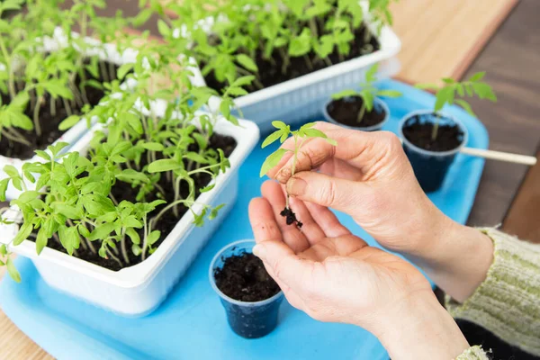 Hands with little plant. Growing, seeding, planting, transplant seedling, homeplant, vegetables at home