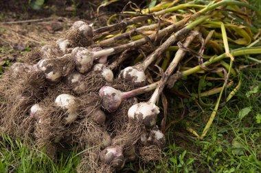 Sarımsak. Bahçedeki organik sarımsak hasadı.